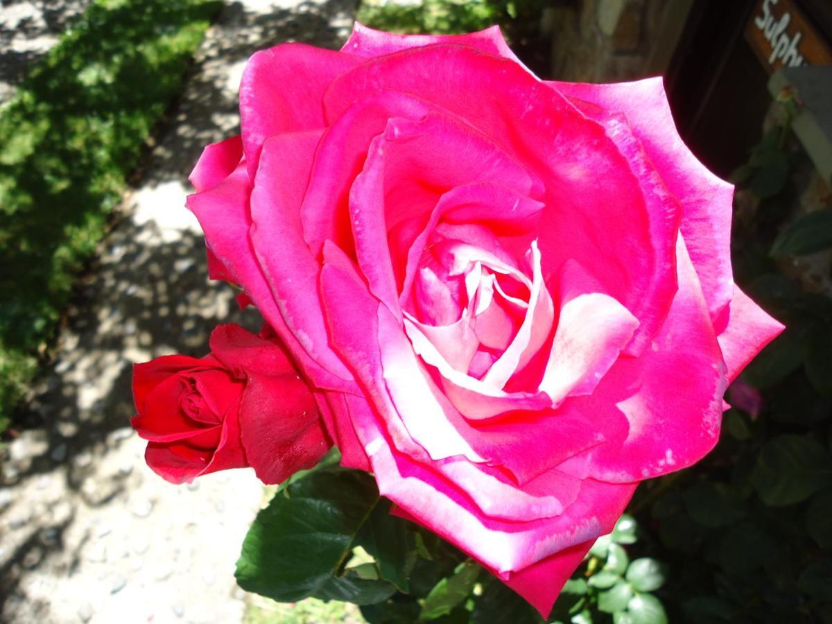 Apart Rose Garden San Martín de los Andes Exteriör bild